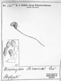 Uromyces ficariae image